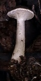Clitocybe trulliformis image