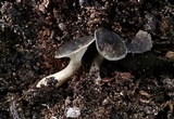 Clitocybe trulliformis image