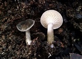 Clitocybe trulliformis image