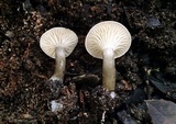 Clitocybe trulliformis image