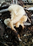 Clitocybe fragrans image