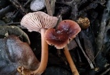 Gymnopus fuscopurpureus image