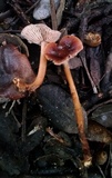 Gymnopus fuscopurpureus image