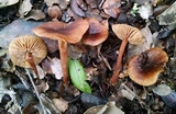 Gymnopus fuscopurpureus image