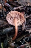Gymnopus fuscopurpureus image