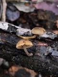 Simocybe centunculus var. centunculus image