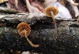 Simocybe centunculus var. centunculus image