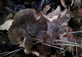 Entoloma ferruginans image