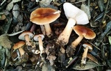 Rhodocollybia butyracea image