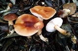 Rhodocollybia butyracea image
