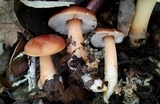 Rhodocollybia butyracea image