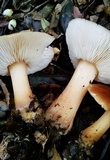 Rhodocollybia butyracea image