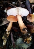 Rhodocollybia butyracea image