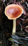 Rhodocollybia butyracea image