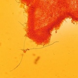 Parasola auricoma image