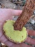 Frostiella russellii image