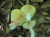 Russula vinosobrunnea image