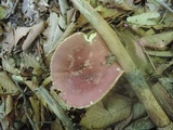 Russula vinosobrunnea image