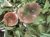 Russula vinosobrunnea image