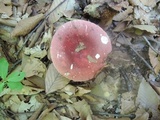Russula vinosobrunnea image
