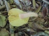 Russula vinosobrunnea image
