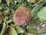 Russula vinosobrunnea image