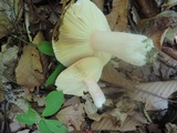 Russula vinosobrunnea image