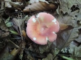 Russula rosea image