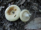 Lactarius psammicola image