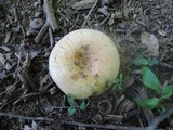 Lactarius psammicola f. glaber image