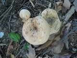 Lactarius psammicola image