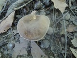 Boletus variipes image