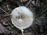 Lactarius maculatus image