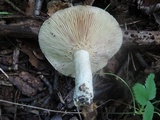 Lactarius maculatus image