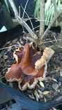 Gymnopus luxurians image