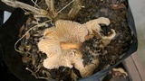 Gymnopus luxurians image