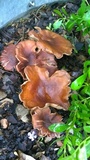Gymnopus luxurians image