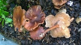 Gymnopus luxurians image