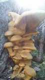 Gymnopilus ventricosus image
