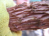 Frostiella russellii image