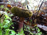 Xerocomellus mendocinensis image