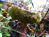 Xerocomellus mendocinensis image