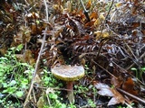 Xerocomellus mendocinensis image
