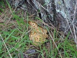 Sparassis crispa image