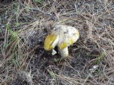 Amanita augusta image