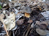 Suillus fuscotomentosus image