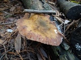 Armillaria sinapina image