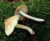 Inocybe sororia image