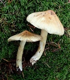 Inocybe sororia image