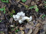 Clitocybe sclerotoidea image